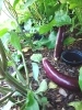 aubergine02
