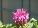 begegnungsgarten_13