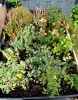 begegnungsgarten_18