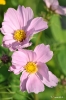 begegnungsgarten_22