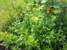 Blumenwiese01