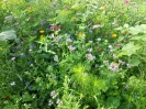 Blumenwiese02