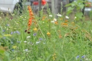 Blumenwiese04
