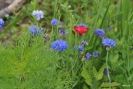 Blumenwiese07