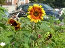 gartenimpressionen03