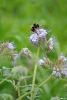 hummel01