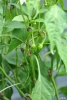 jalapeno