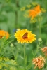 schmetterlingblume