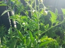 tomaten01