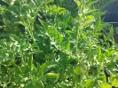 tomaten04