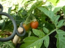 tomaten05
