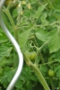 Begegnungsgarten Biene & Tomate