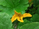 zucchini01