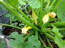 zucchini03