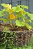 zucchini03