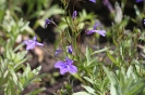 Gartenbuch_19_1