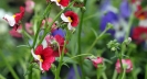 Gartenbuch_19_1