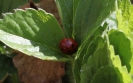 Gartenbuch_19_1