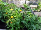 Gartenbuch_19_1