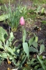 Gartenbuch_19_1