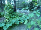 Willkommens-Kultur-Garten Spandau _4